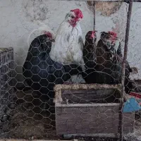 مرغ لری ریشو و خروس گلین طوسی