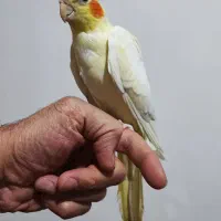 جوجه عروس هلندی