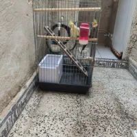 پرنده عروس هلندی|پرنده|چهاردانگه (تهران), |دیوار