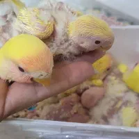 جوجه برزیلی صورت هلویی