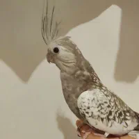 عروس هلندی مرواریدی|پرنده|تهران, امین حضور|دیوار