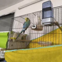 مرغ عشق انگلیسی|پرنده|قزوین, |دیوار