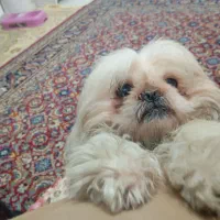 واگذاری پاپی