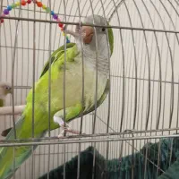 راهب بازی گوش