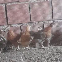 جوجه محلی|حیوانات مزرعه|قائم‌شهر, |دیوار