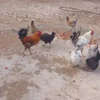 مرغ و خروس کوردی محلی