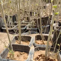 حراج نهال گردو و بادام خوشه ای