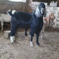 فروش نر بز مخصوص گله