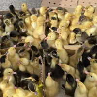 جوجه محلی اردک و رنگی