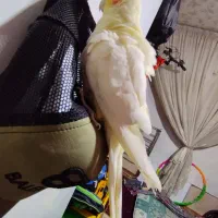 عروس هلندی ماده