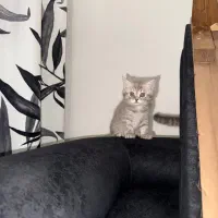 بچه گربه