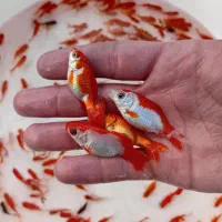 ماهی گلدفیش کالیکو(اکواریومی) و قرمز دم جارویی