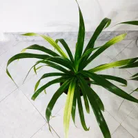 انواع گل|گل و گیاه طبیعی|نیشابور, شهرک بسیج|دیوار