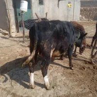 گوساله نر