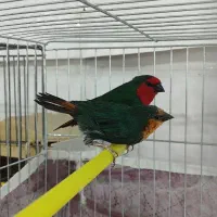 فنچ گلدین فنچ طوطیوار|پرنده|اردبیل, |دیوار