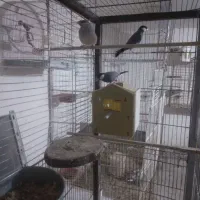 فنج نرگسی دو جفت یه جفت روتخم یه جفت اماده|پرنده|نظرآباد, نظرآباد|دیوار