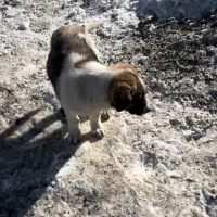 گمشده|حیوانات|قزوین, |دیوار