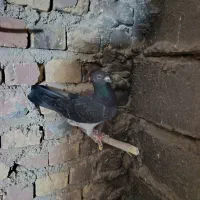 چاپی  گرفتنی ومعاوضه|پرنده|نیمروز, |دیوار