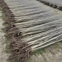 نهال سپیدار سریع‌الرشد برای فضای سبز و زراعت چوب