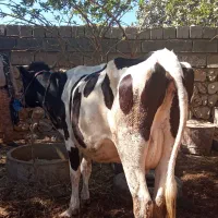 فروش گاو شیری|حیوانات مزرعه|شباب, |دیوار