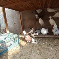 کبوتر اس.شهرستان .پرشی ساعت بالا .تضمینی|پرنده|آمل, |دیوار