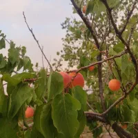 فروش باغ ویلای نیمه کاره در اسکو|فروش خانه و ویلا|اسکو, |دیوار