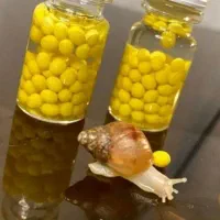 حلزون کلاژن ساز اچانتیا|خزنده|بندرعباس, |دیوار