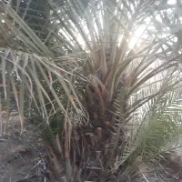 فروش پاجوش خنیزی و مضافتی
