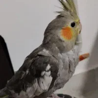 عروس هلندی ماده