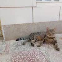 گربه|گربه|ارسنجان, |دیوار