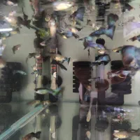 نژاد های مختلف ماهی گوپی|ماهی|دزفول, |دیوار