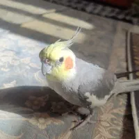 عروس هلندی گم شده|حیوانات|قم, پردیسان|دیوار