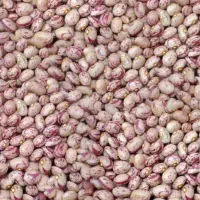 لوبیا چیتی درجه یک