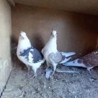 کبوتر کفتر شازده  گرگی  ابلغ|پرنده|فلاورجان, |دیوار