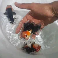 ماهی گلدفیش