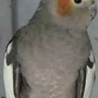 عروس هلندی گم شده
