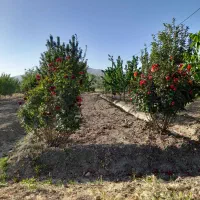 معاوضه باغ میوه ۴ساله در بهترین لوکیشن گلپایگان|فروش زمین و ملک کلنگی|گلپایگان, |دیوار