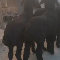 ۲عدد بره جو خور نرو دوتا بره نر فر سیاه دوقلو