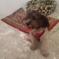 سگ نژادشیتزوتریر معاوضه باگوشی|سگ|کرمانشاه, |دیوار