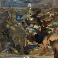 ماهی گوپی|ماهی|شیراز, شهرک فرهنگیان|دیوار