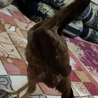 مرغ وخروس|حیوانات مزرعه|ایرانشهر, |دیوار