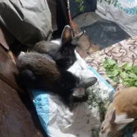 خرگوش|موش و خرگوش|اردبیل, |دیوار