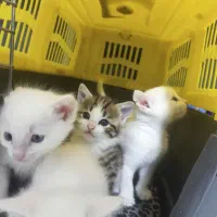 گربه واگذاری