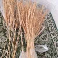 شاخه گندم تازه
