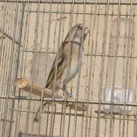 سهره قناری دهندار و سهره|پرنده|ری, شهرک نظامی|دیوار