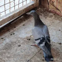 جوجه‌پلاکی‌ یکپر‌وهیچ‌پر‌|پرنده|سوسنگرد, |دیوار