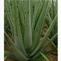 آلورا برگ گیاه آلورا