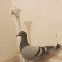 جوجه سبز گم شده