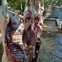 ویژه عید قربان شیشک کاور بره نرینه