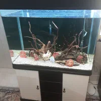 اکواریوم ۴۵۰ لیتری اب شیرین فول لوازم فول مراقبت